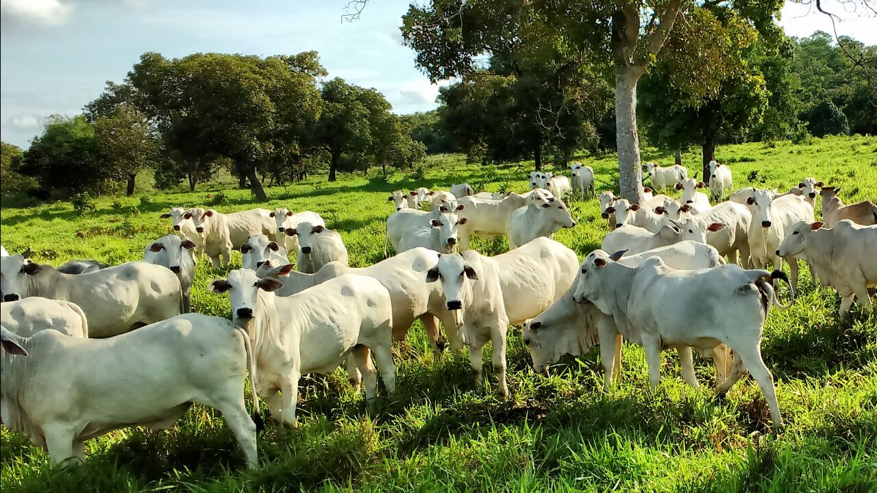 Controle das verminoses em bovinos exige um calendário sanitário, estratégico, eficiente e racional