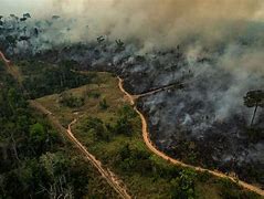 Medida da Febraban contra desmatamento segue linha de nova legislaÃ§Ã£o da Europa que afeta o Brasil