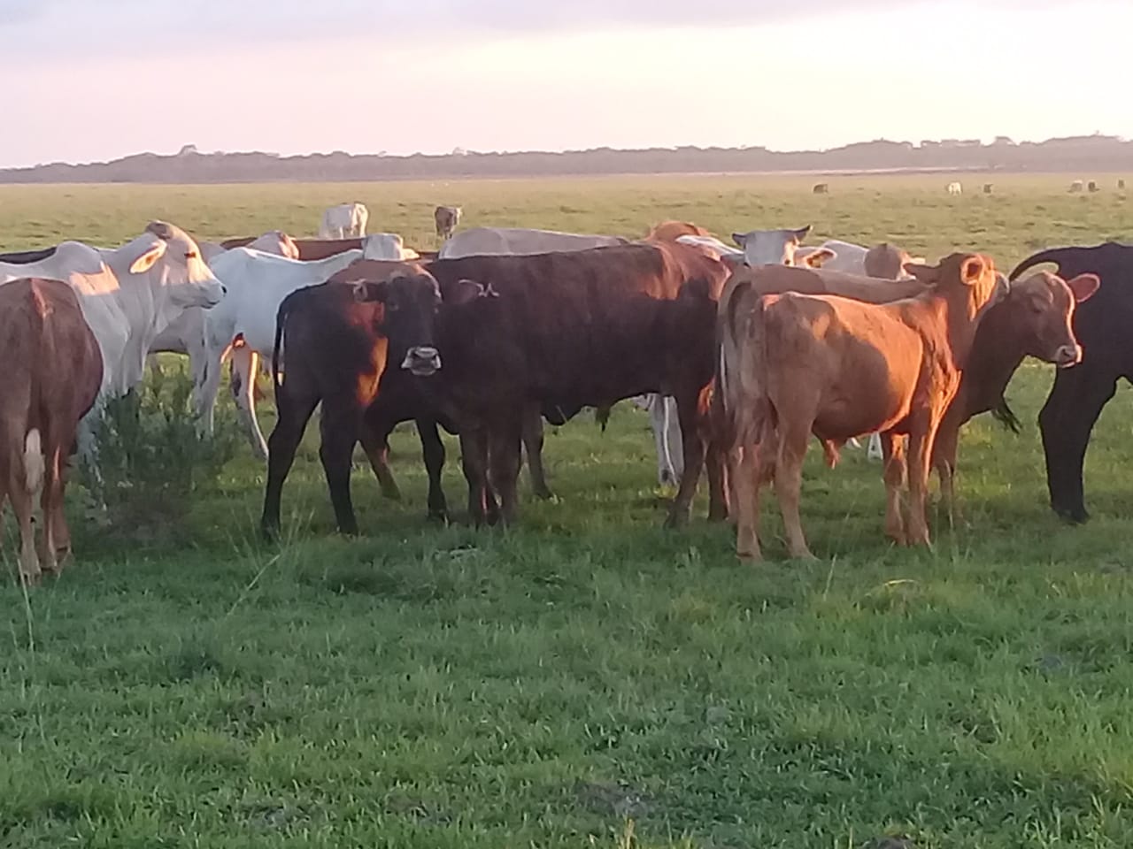 Websérie Suplementar é Preciso: #4Para a mantença da condição corporal de vacas prenhas durante a seca, a suplementação é essencial