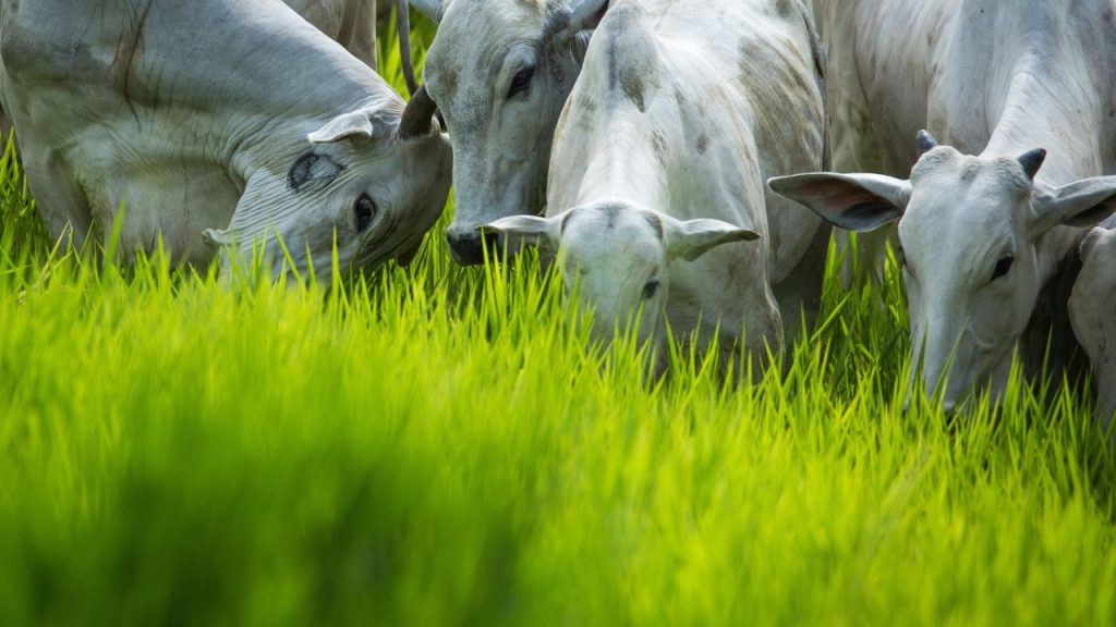 O pasto nas fazendas brasileiras de pecuÃ¡ria precisa ser cada vez mais encarado como uma lavoura. Ã‰ ele que garante o alimento mais barato para o gado. Saiba os mitos e verdades sobre essa cultura.