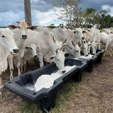 Suplementação proteica mantém bovinos saudáveis durante a seca