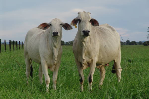 “Restrição alimentar durante a gestação de vacas de corte modula o potencial produtivo da sua progênie”, afirma especialista