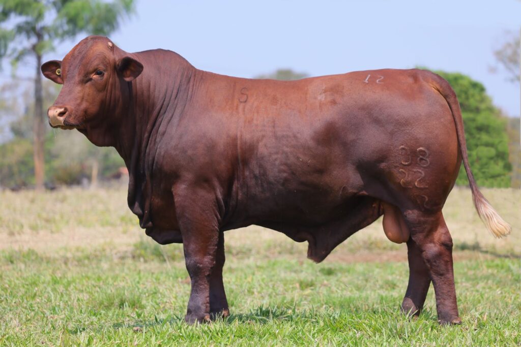 Pecuária de alto desempenho revela ganhos de 25 kg a mais na desmama