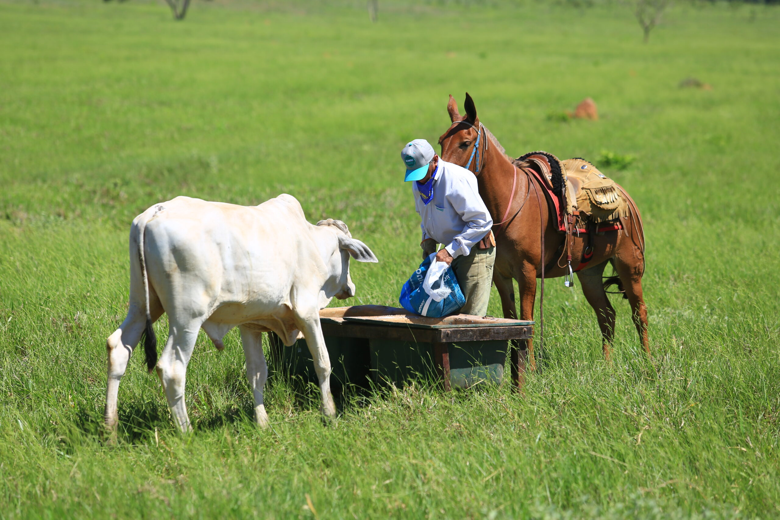 Como o manejo do cocho pode otimizar a nutrição e aumentar a lucratividade da fazenda?