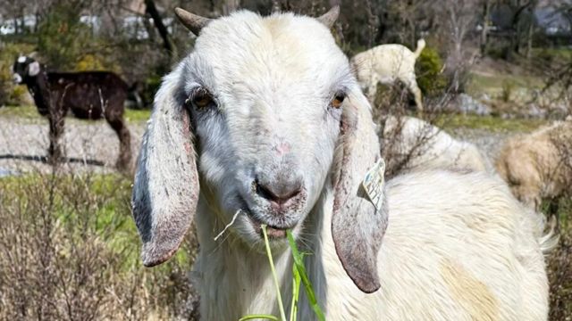 Bode pode ser vilão da desertificação ou fonte de renda na caatinga. É uma questão de manejo