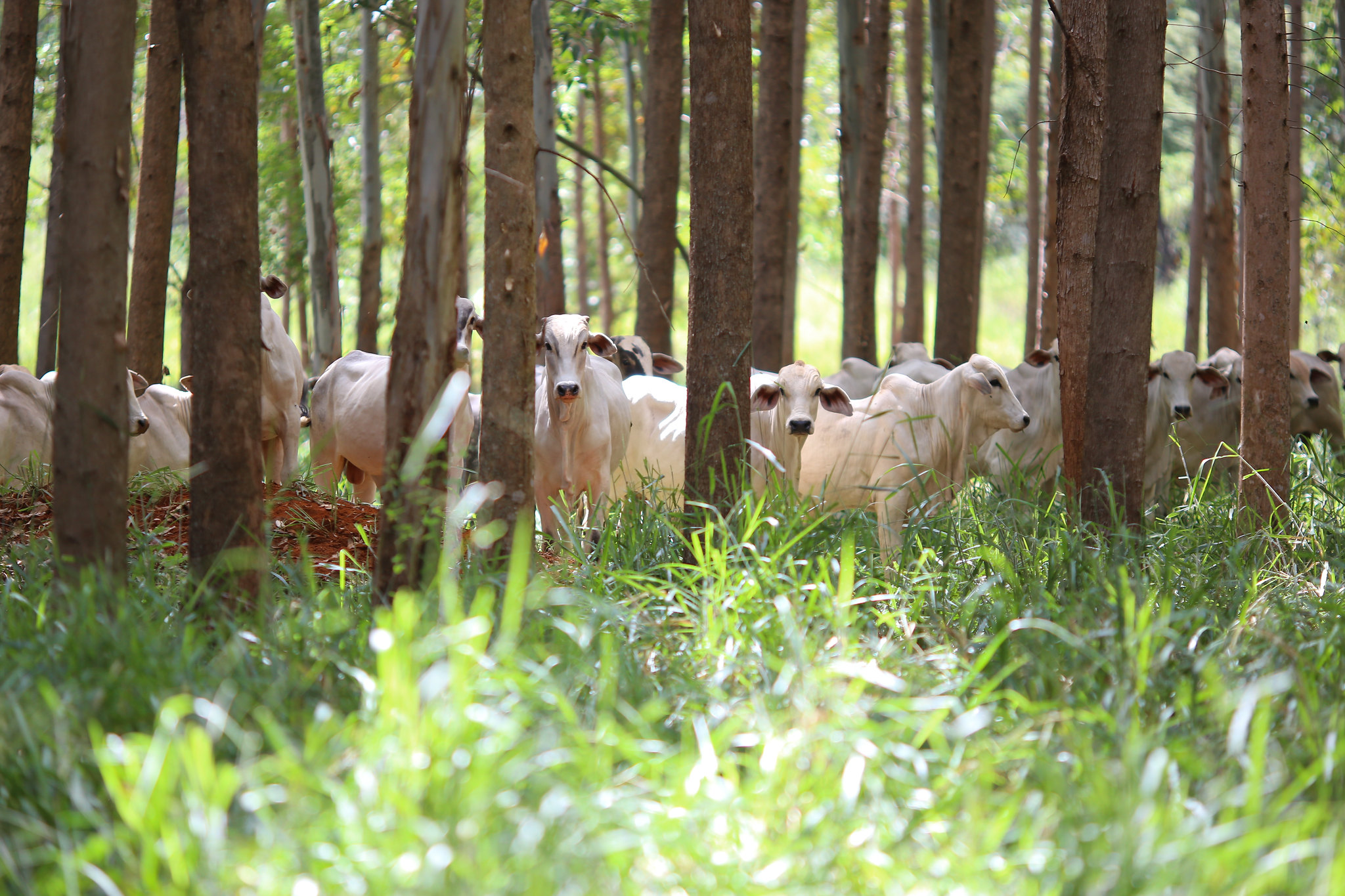 Livro reúne 20 anos de pesquisas e apresenta a ILPF como caminho para a sustentabilidade no campo