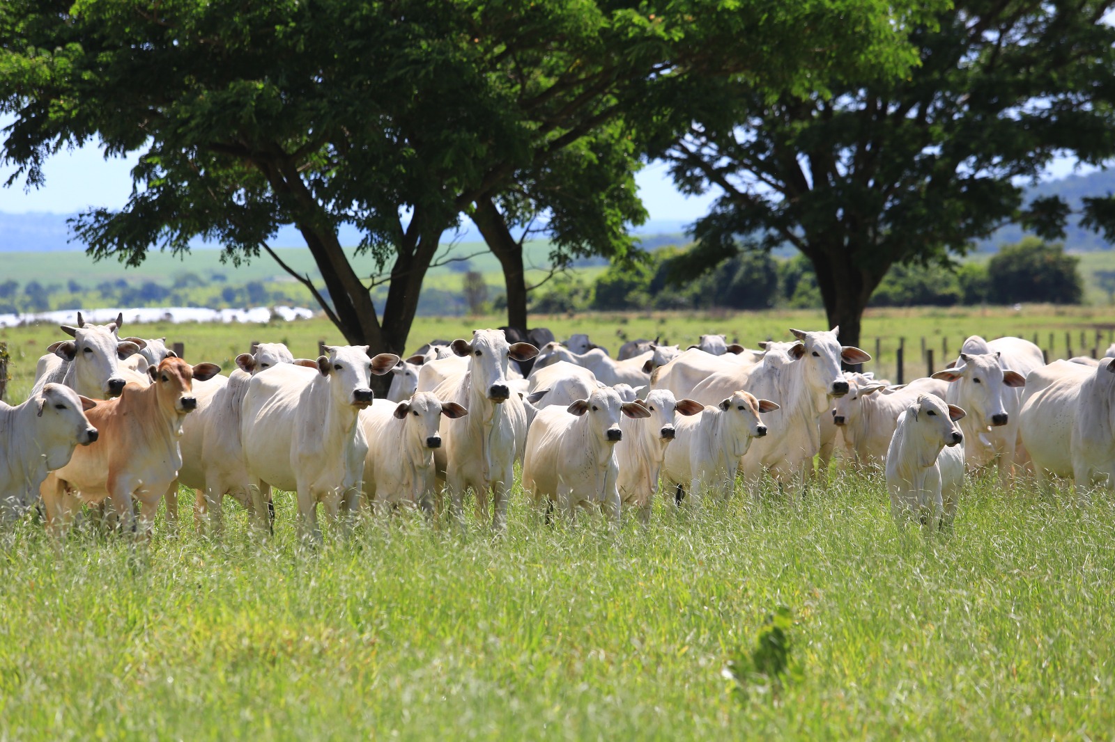 Manejo de pasto e suplementação para elevar desempenho do gado de corte
