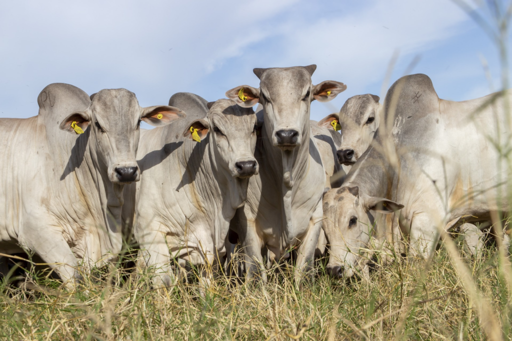 Rastreabilidade na pecuária se consolida como estratégia-chave na cadeia da carne e fortalece a agenda ESG