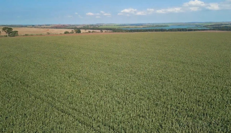 Gotejamento subterrâneo transforma desafios climáticos em resultados no campo