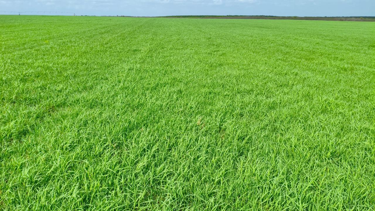 Capim adaptado ao calor extremo vira aliado da pecuária no semiárido