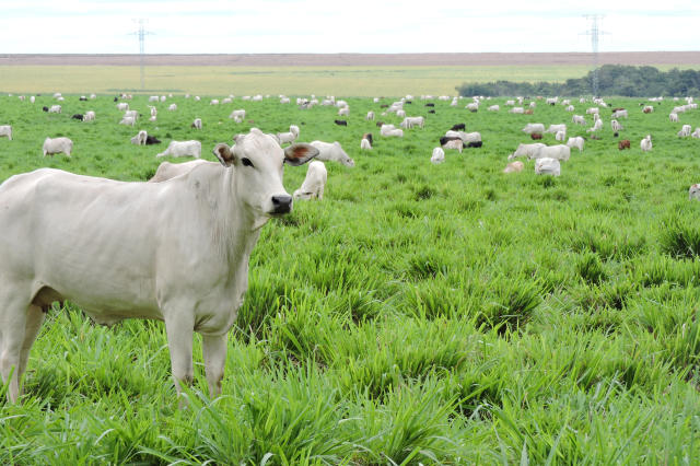 Pecuária brasileira se torna vitrine para países africanos em busca de tecnologia