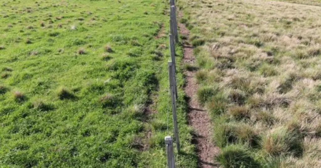 Mesa da Pecuária propõe ajustes para ampliar recuperação de pastagens no Brasil