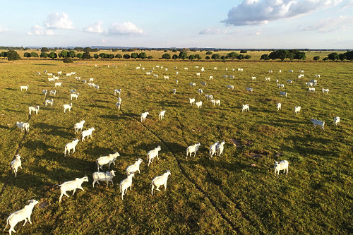 Marmoreio verde: É possível produzir carne premium exclusivamente a pasto no Brasil?