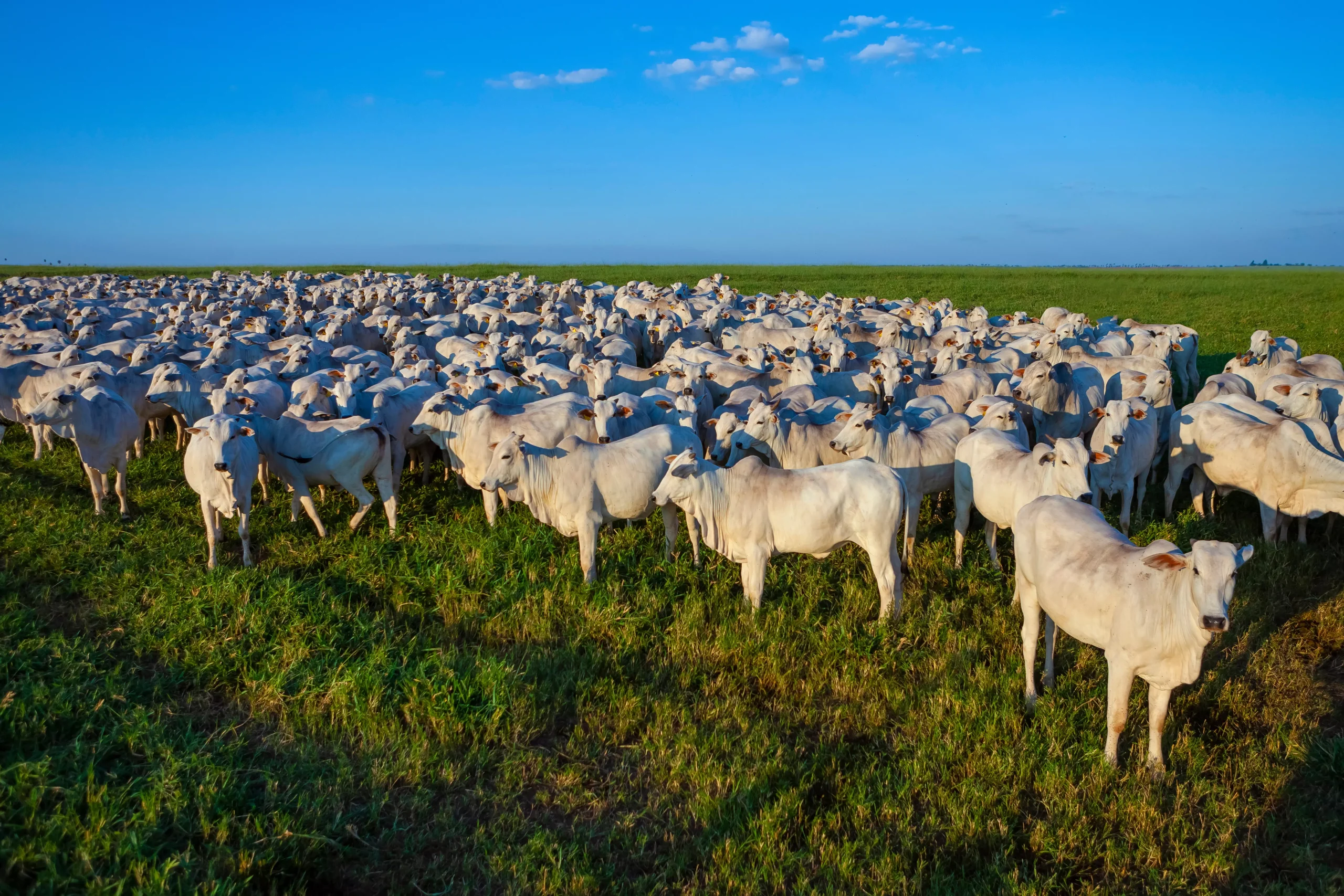 Passaporte Verde mobiliza setor pecuário em Mato Grosso e entra na fase decisiva de regulamentação