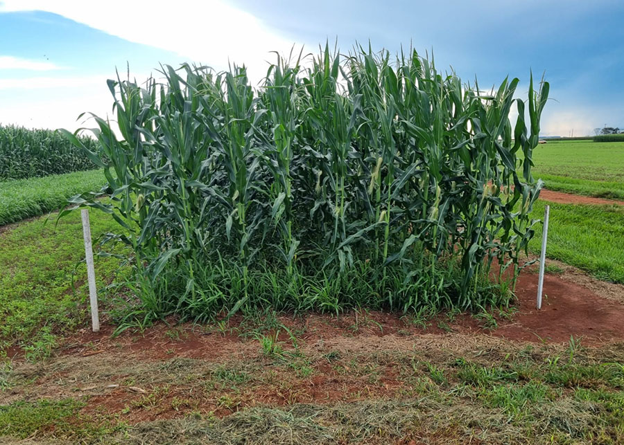 Capim de raízes profundas melhora solo e aumenta rendimento da soja, aponta estudo