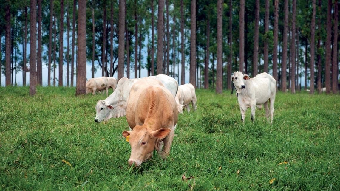 Mercado de carbono tem potencial e pode ampliar a renda de produtores rurais