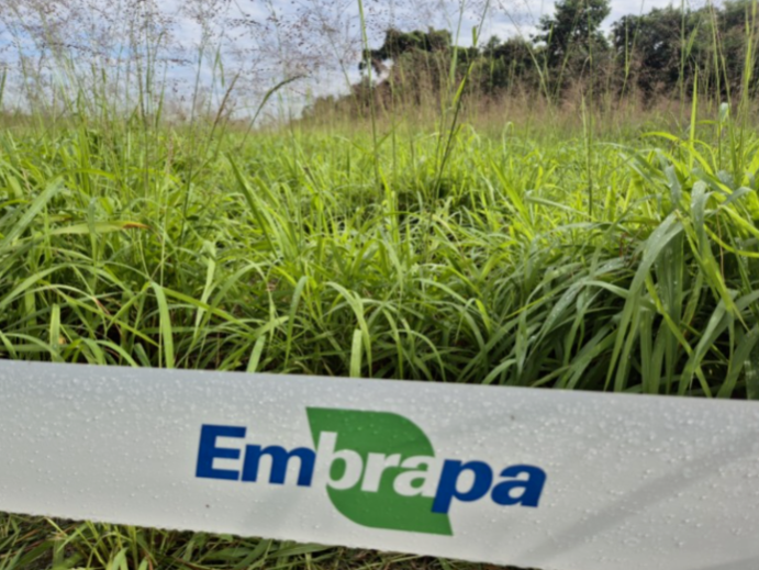 Antecipasto resulta em disponibilidade e qualidade de pasto no inverno