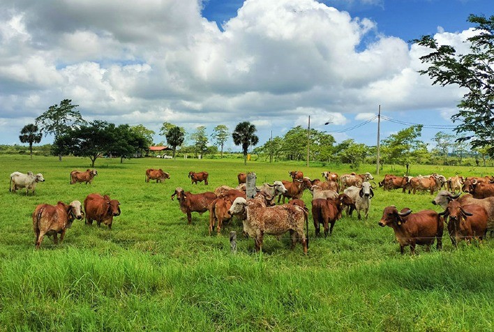 Delegações africanas conhecem soluções brasileiras em genética bovina e pecuária tropical