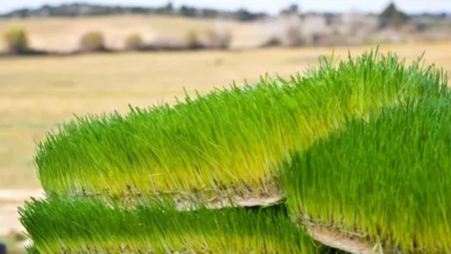 Forragem hidropônica muda o jogo na pecuária e garante alimentação verde o ano todo