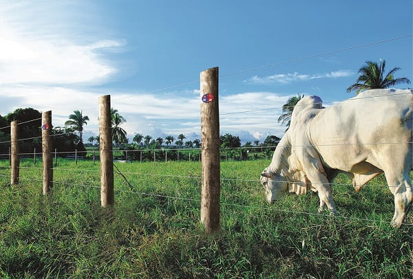 Estiagem é momento ideal para fazer manutenção da fazenda, diz especialista