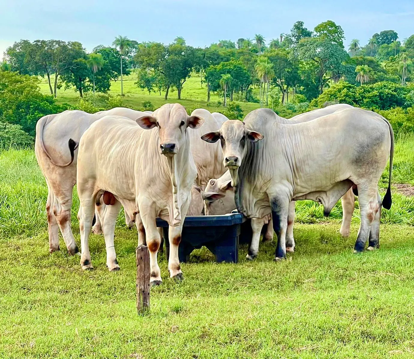 Terminação Intensiva a Pasto avança no Brasil e eleva produtividade da pecuária sem ampliar áreas de pastagem