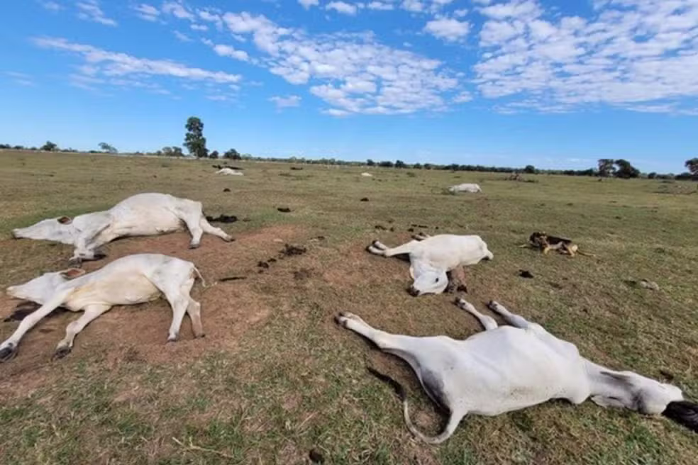 Hipotermia e falta de abrigo: o que explica a morte de mais de 80 bovinos durante onda de frio em MS