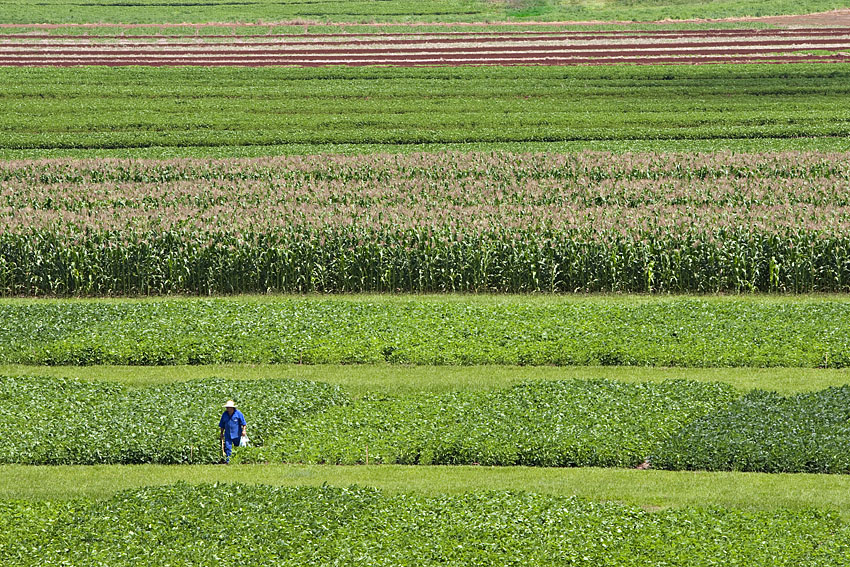 Produtores de Iporã (PR) enfrentam os desafios climáticos com o cultivo sustentável de grãos
