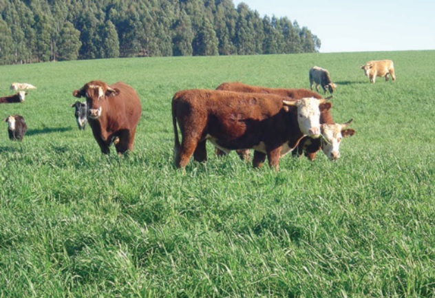 Frio aumenta oferta de gado e pressiona preços do boi gordo