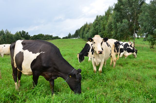 Planejamento forrageiro antecipado reduz impactos da seca na pecuária