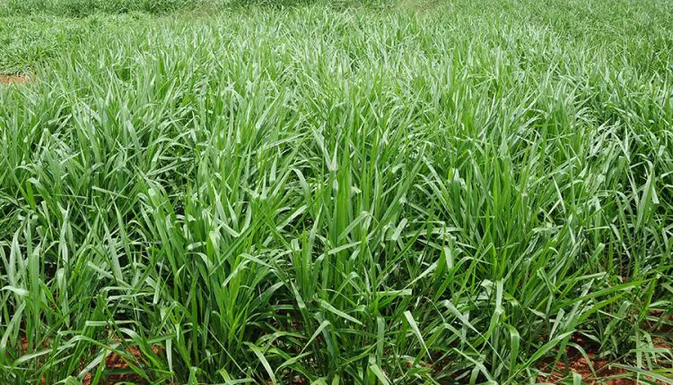 Nova braquiária da Embrapa, BRS Carinás mira pastagens mais resilientes no Cerrado