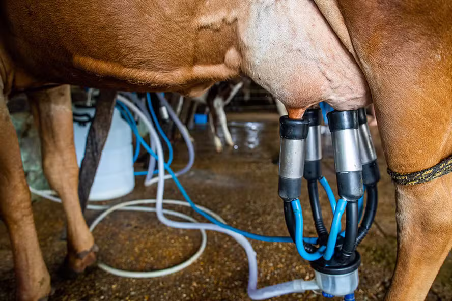Parceria para inteligência de dados na cadeia do leite une Embrapa e Sebrae em Minas Gerais