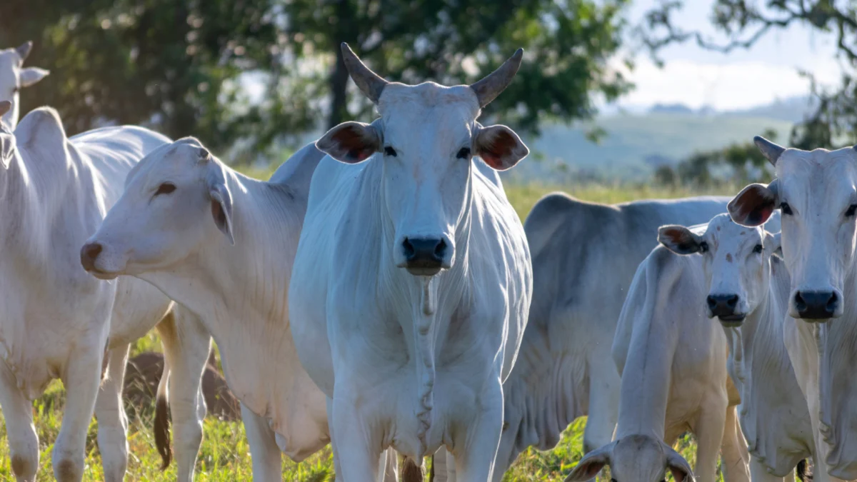 Indonésia amplia interesse pela carne de MT e reforça potencial bilionário do mercado halal