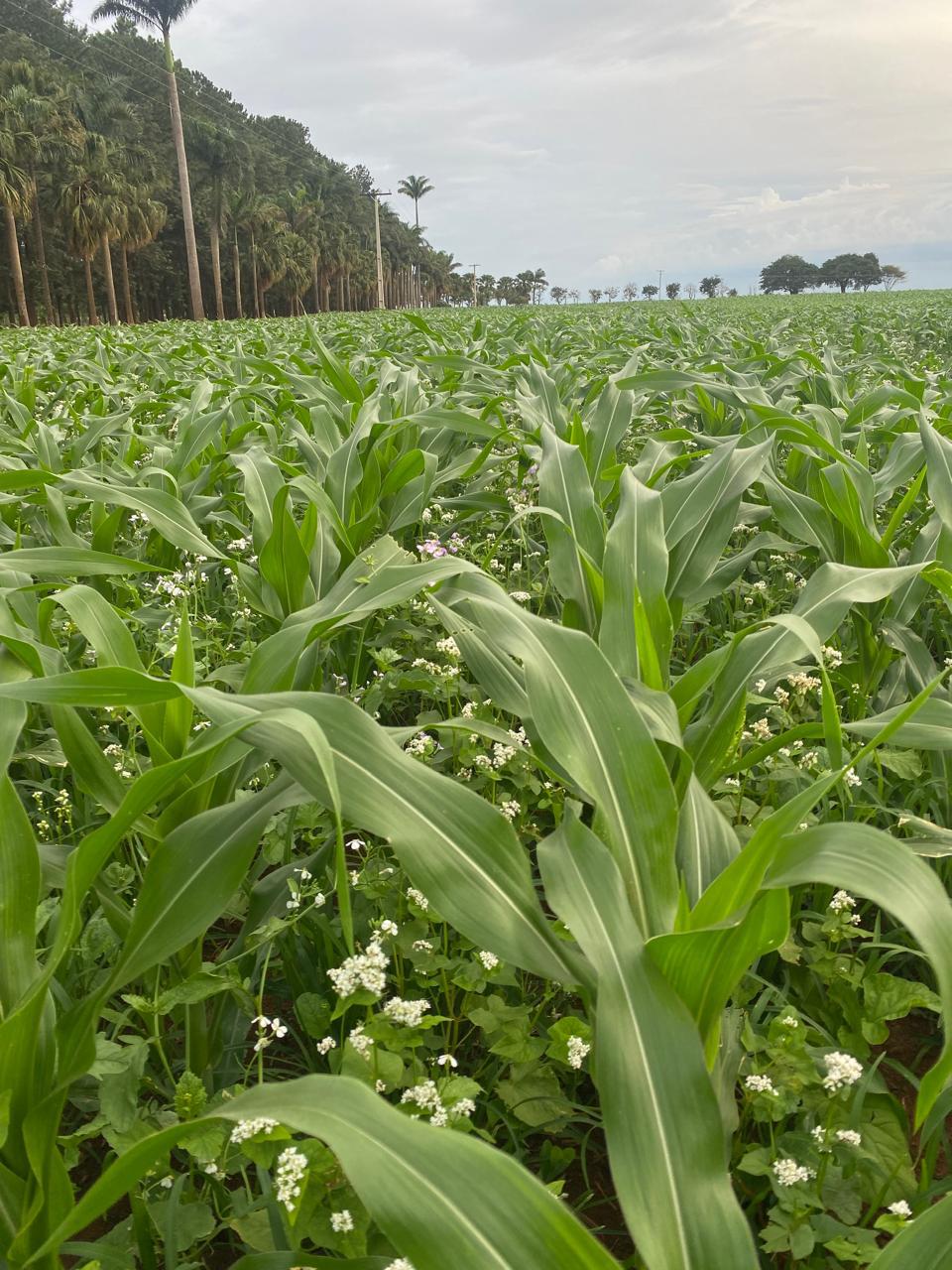Agricultura regenerativa avança, mas demanda um período de transição
