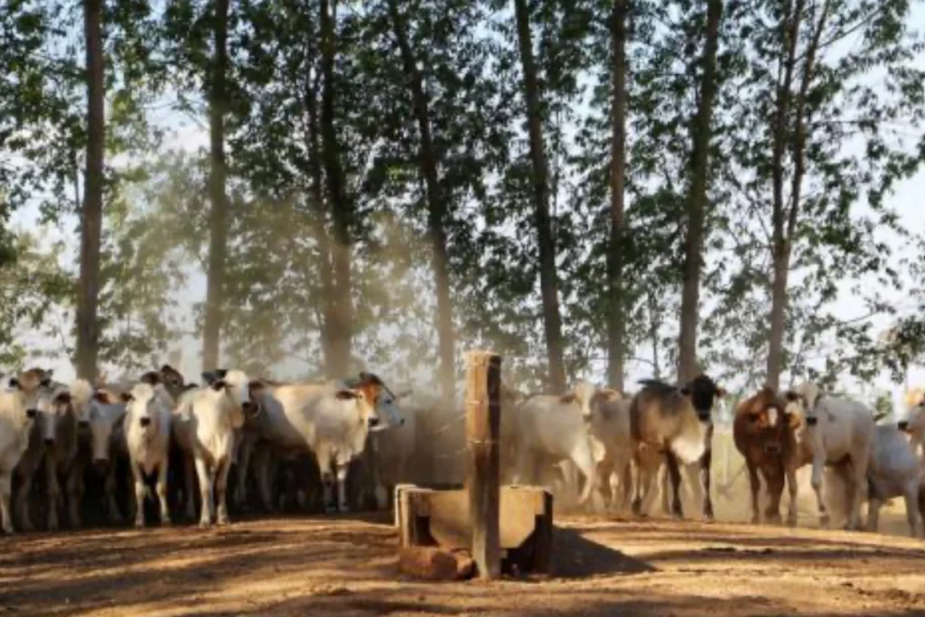China adota selo socioambiental do Imaflora para garantir carne brasileira sem desmatamento