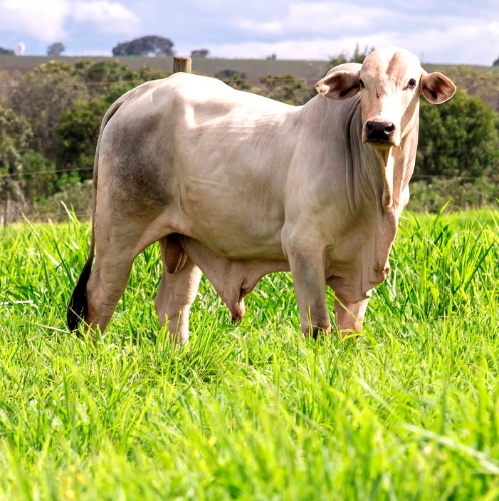 Tecnologia e sustentabilidade nos pastos do Brasil