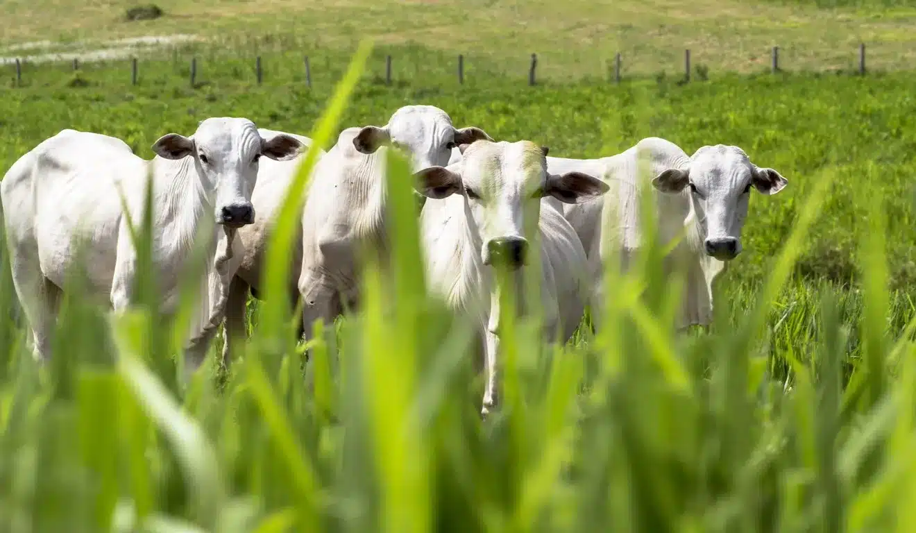 Ameaça na pastagem: como identificar e combater a macambira antes que seja tarde
