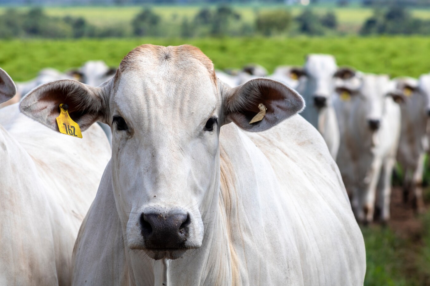 El Niño pode mexer na oferta de gado e ampliar volatilidade da arroba, alertam pesquisadores
