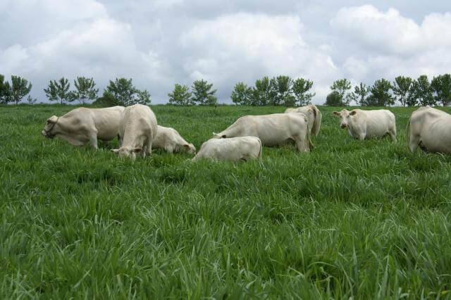 O pasto para uso na seca deve ser reservado no final do verão
