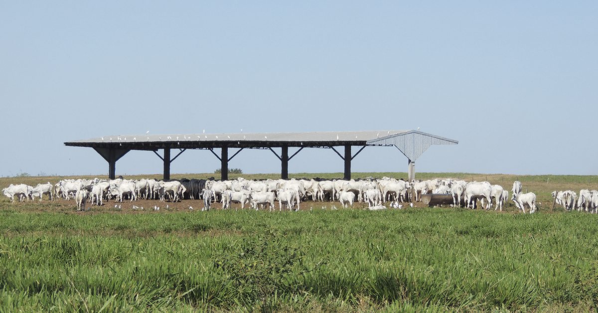 Terminação a pasto: qual sistema oferece maior rentabilidade?