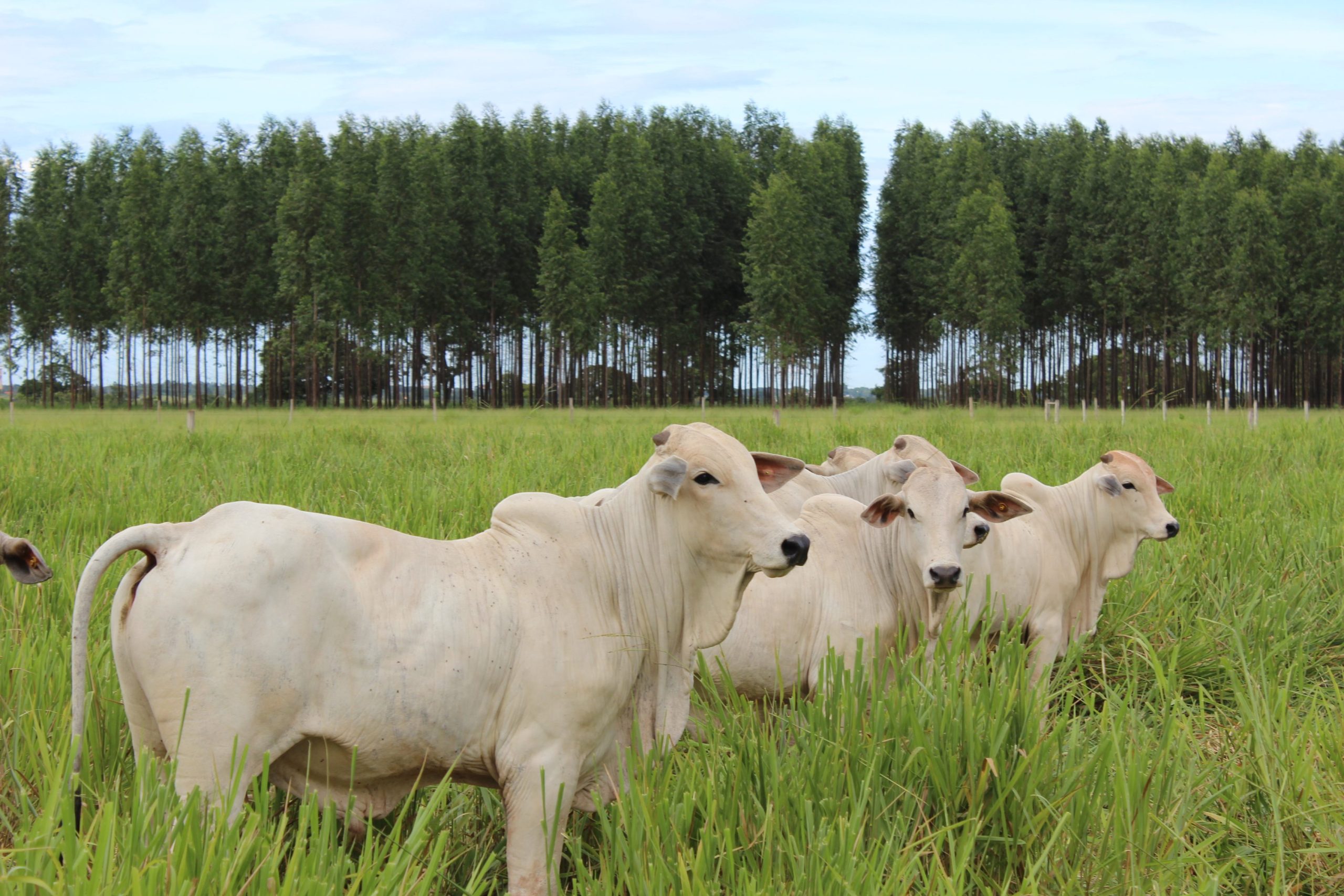 Embrapa capacita certificadoras para ampliar certificação da Carne Baixo Carbono