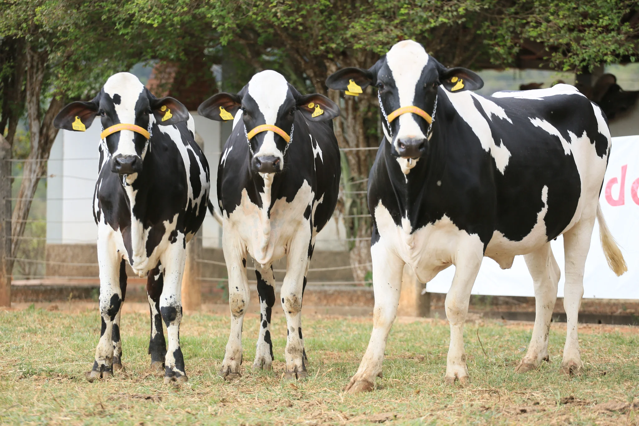 Brasil faz primeira exportação de genética bovina para Botswana