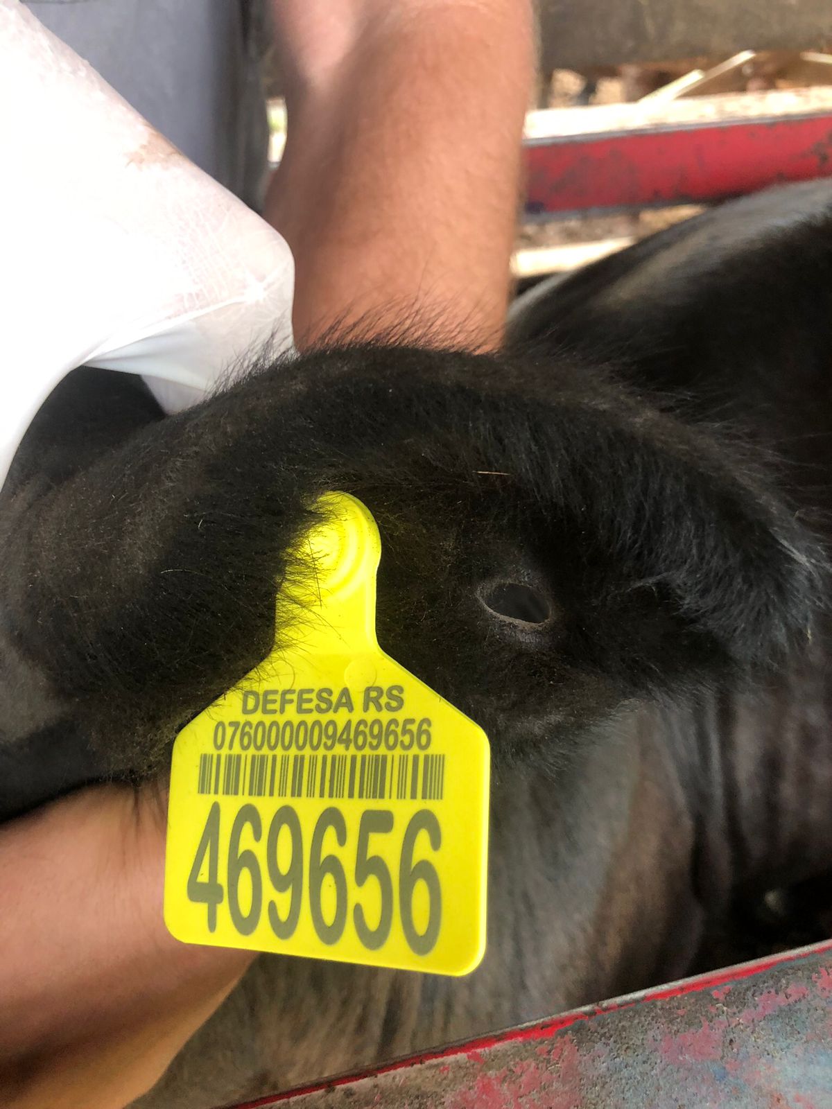 Fundesa-RS aprova contas semestrais e investimentos em defesa sanitária animal