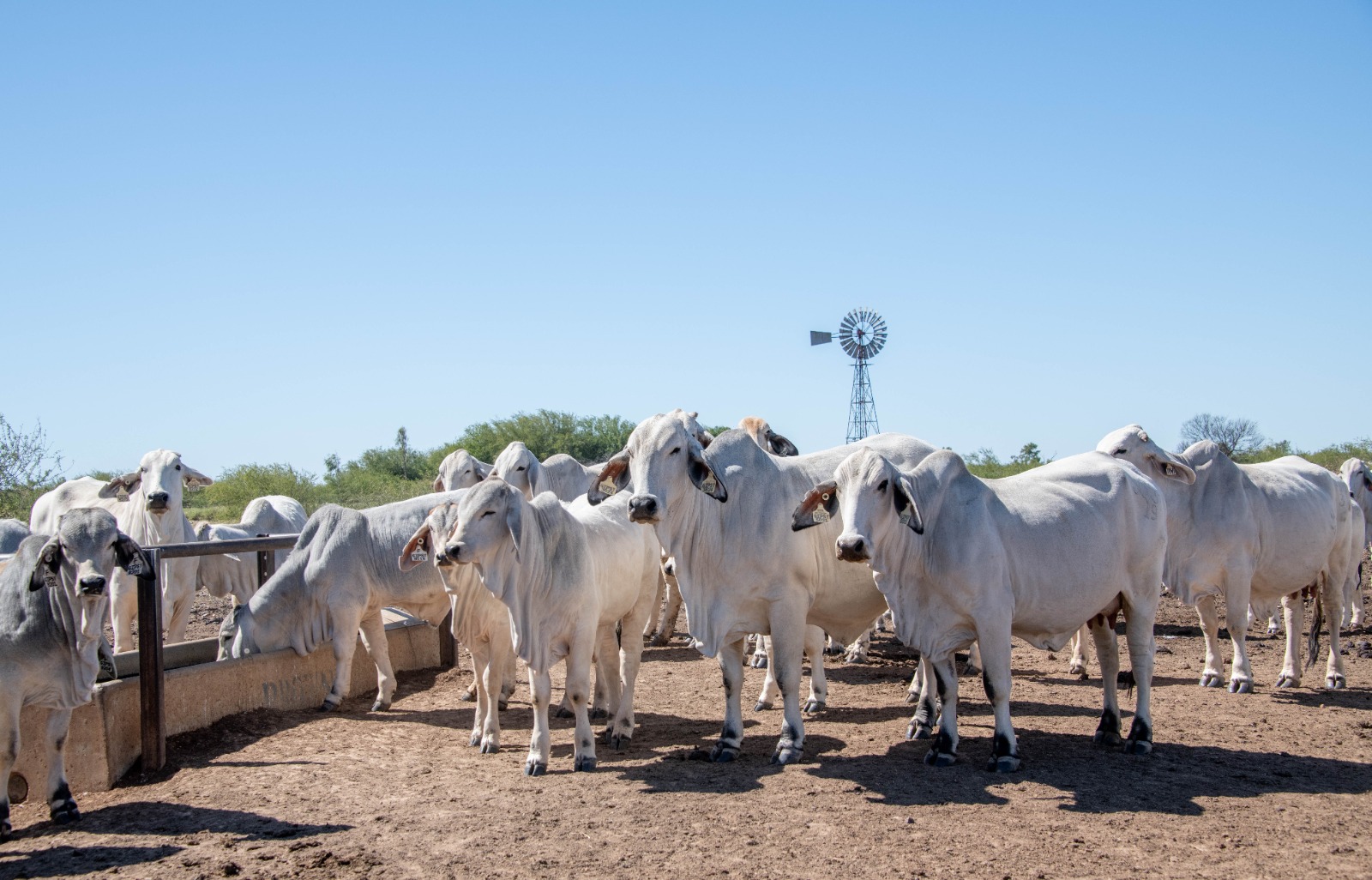 Dia do Pecuarista: planejamento, tecnologia e sanidade impulsionam eficiência no confinamento