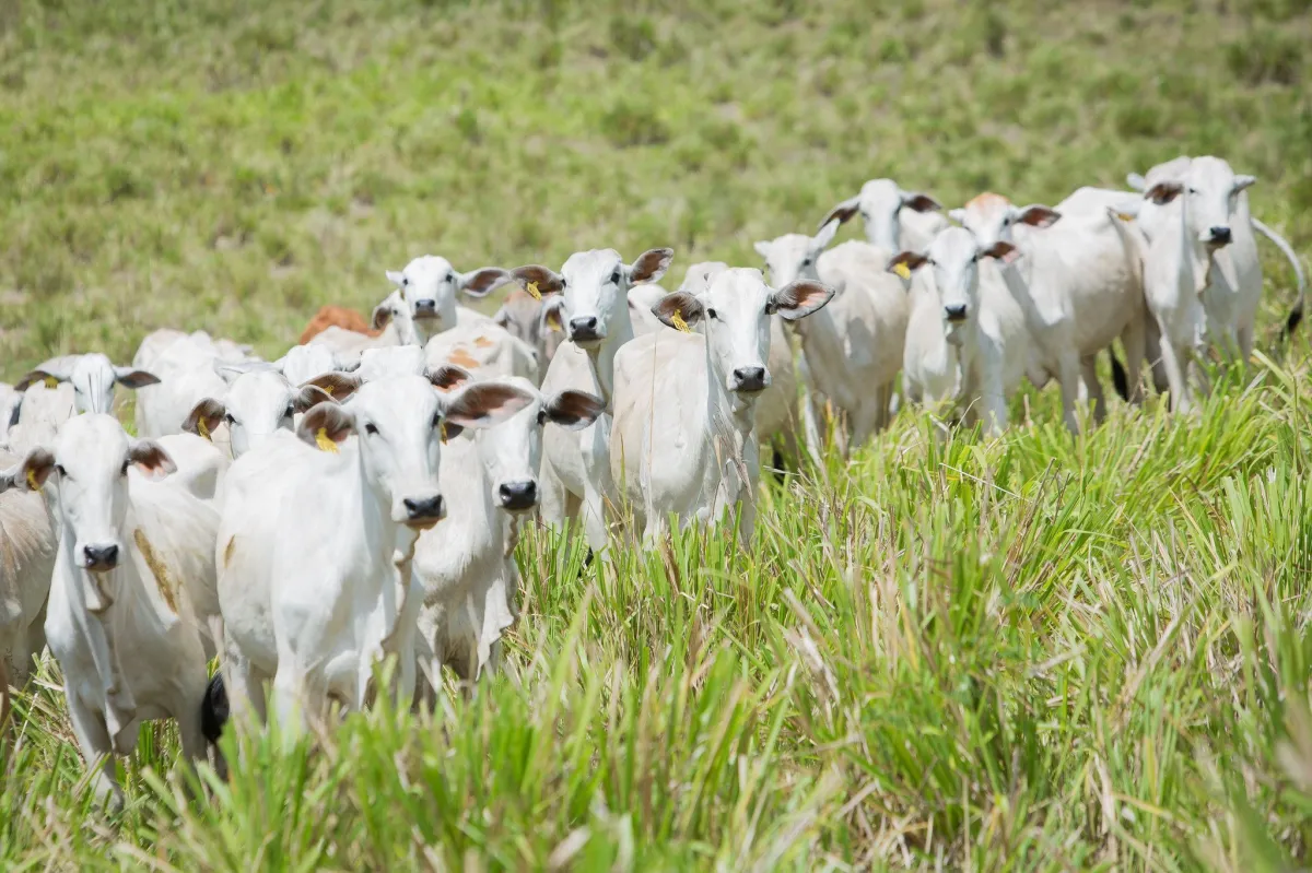 Proibição de antimicrobianos pode reduzir produtividade em até 7%