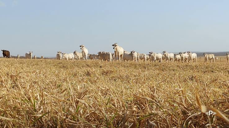 Especialistas orientam produtores a planejar alimentação do gado para enfrentar período seco