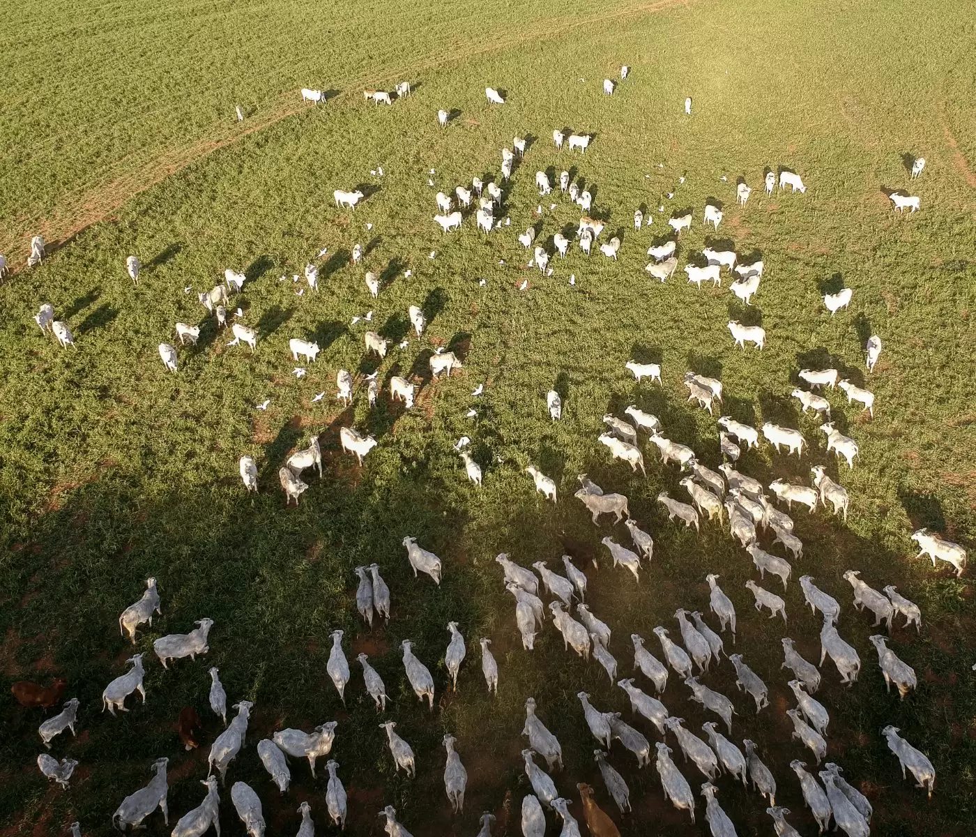 Tecnologia para recuperar pastagens degradadas ganha espaço diante de desafio da pecuária brasileira