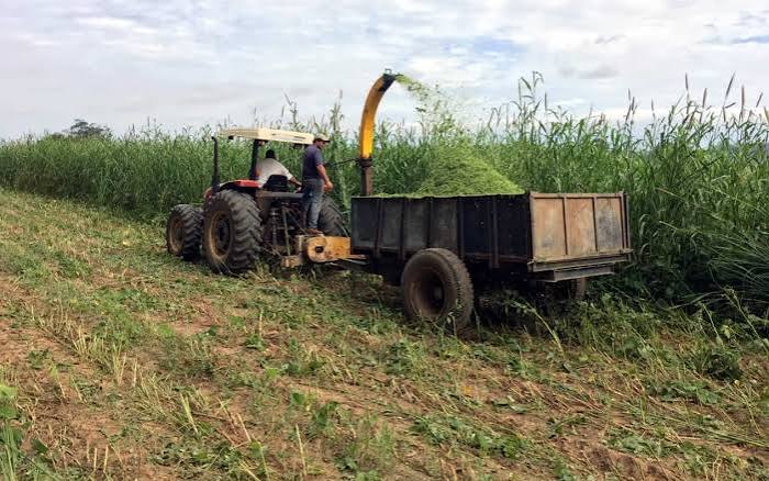 Silagem fortalece nutrição do gado nos períodos de estiagem
