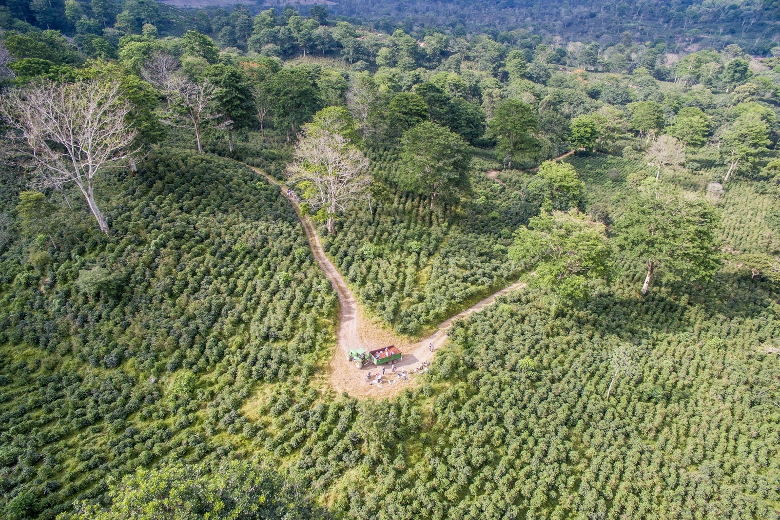 Polpa de café acelera recuperação de área degradada