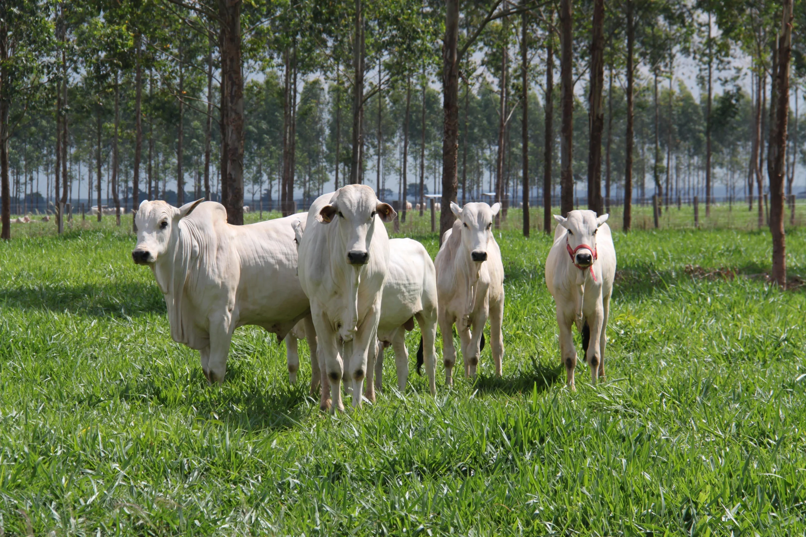 Mercado de genética bovina cresce 12,4% no primeiro semestre e supera 12 milhões de doses de sêmen comercializadas