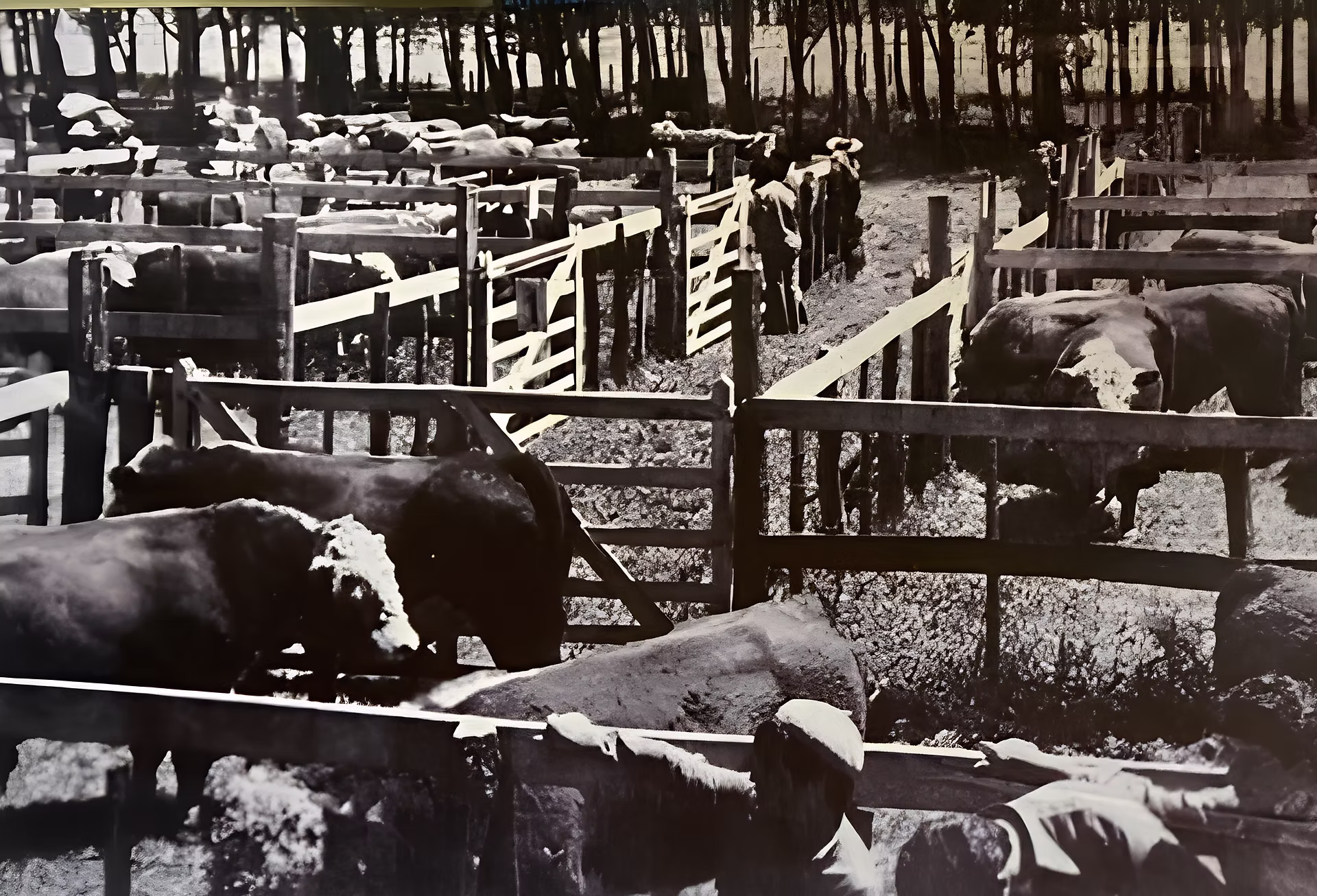ANC lança documentário sobre 120 anos de história durante a Expointer 2026